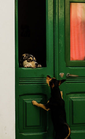 A lovely moment catched in Sardinia between two dogs