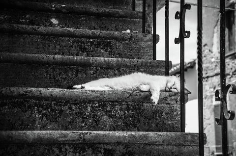 A nap of a nice cat in Pitigliano - Italy